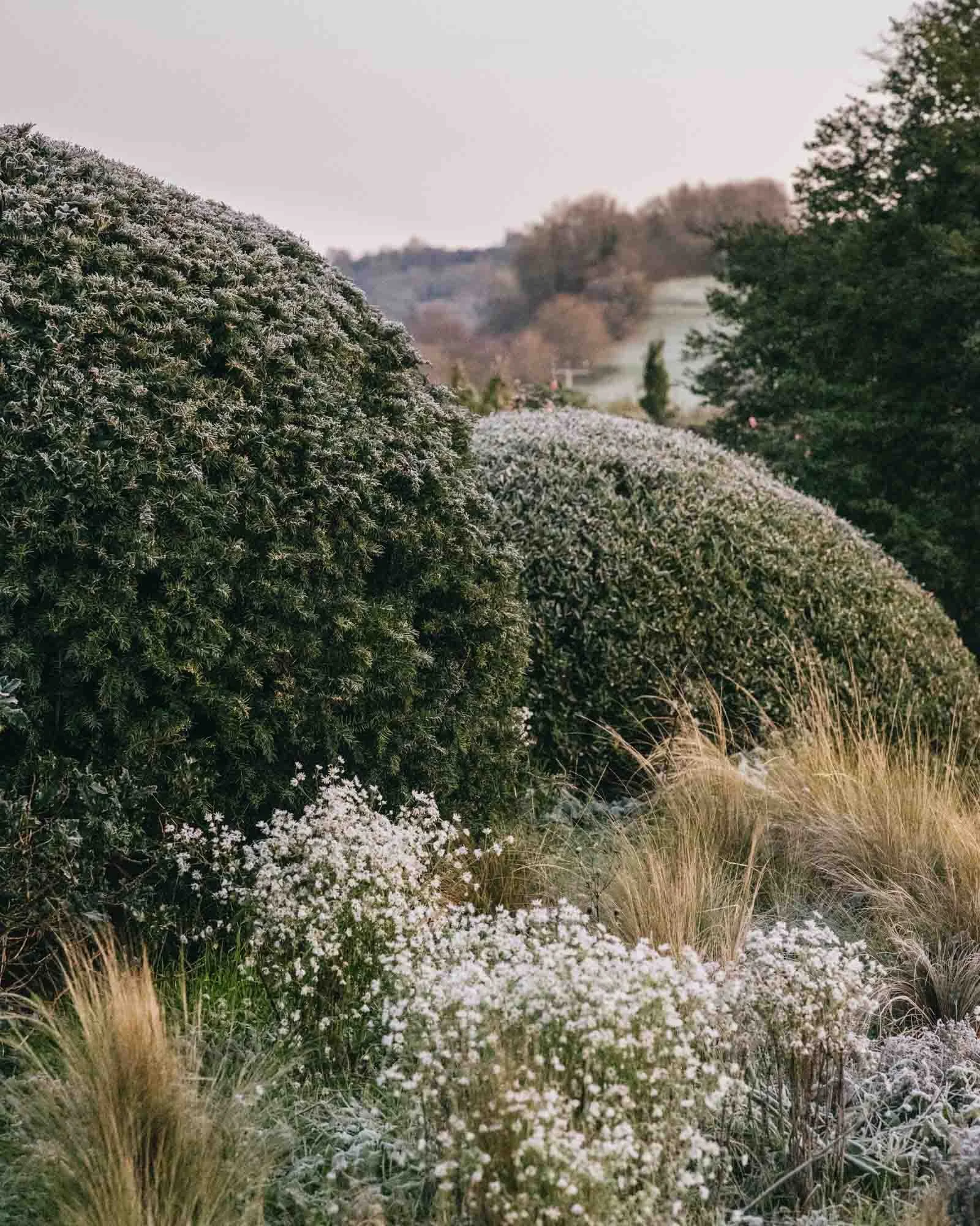 Frosty yew domes at Damson Farm