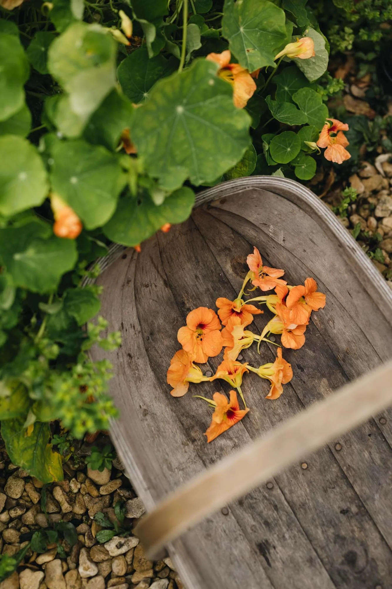 Orange edible nasturtium in wooden trug at Damson Farm