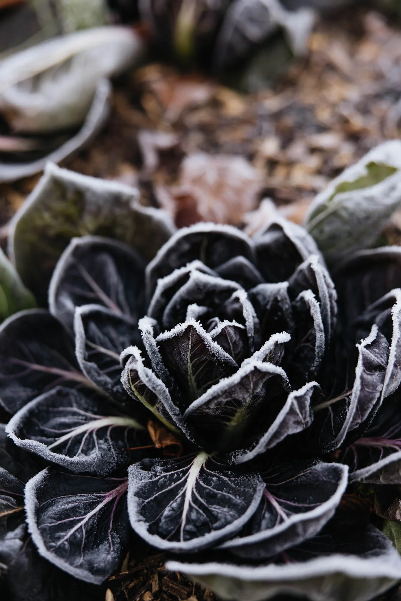 Close-up of frosted purple and green ornamental cabbage plant growing in garden dirt.