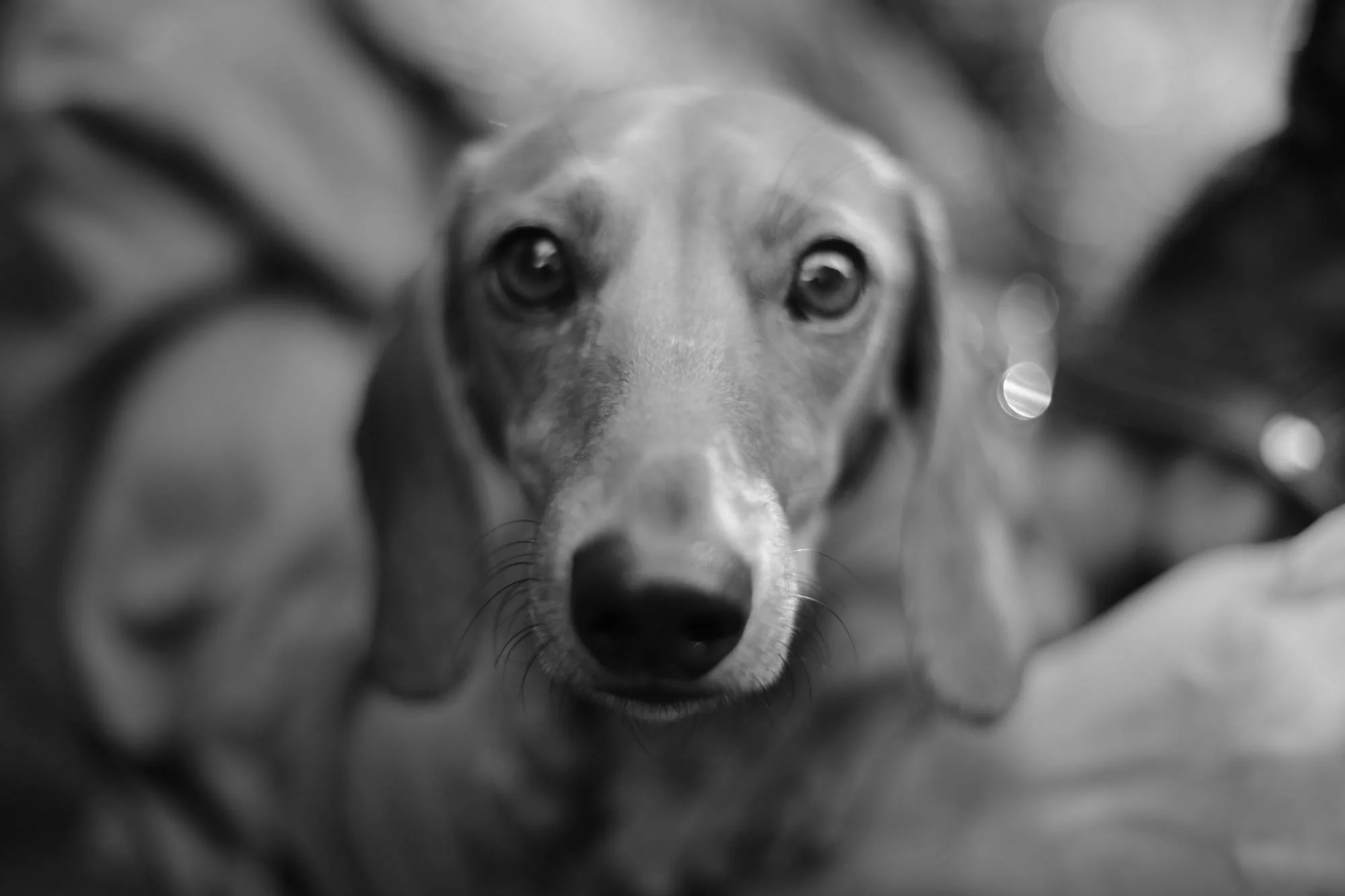 dog.jpg