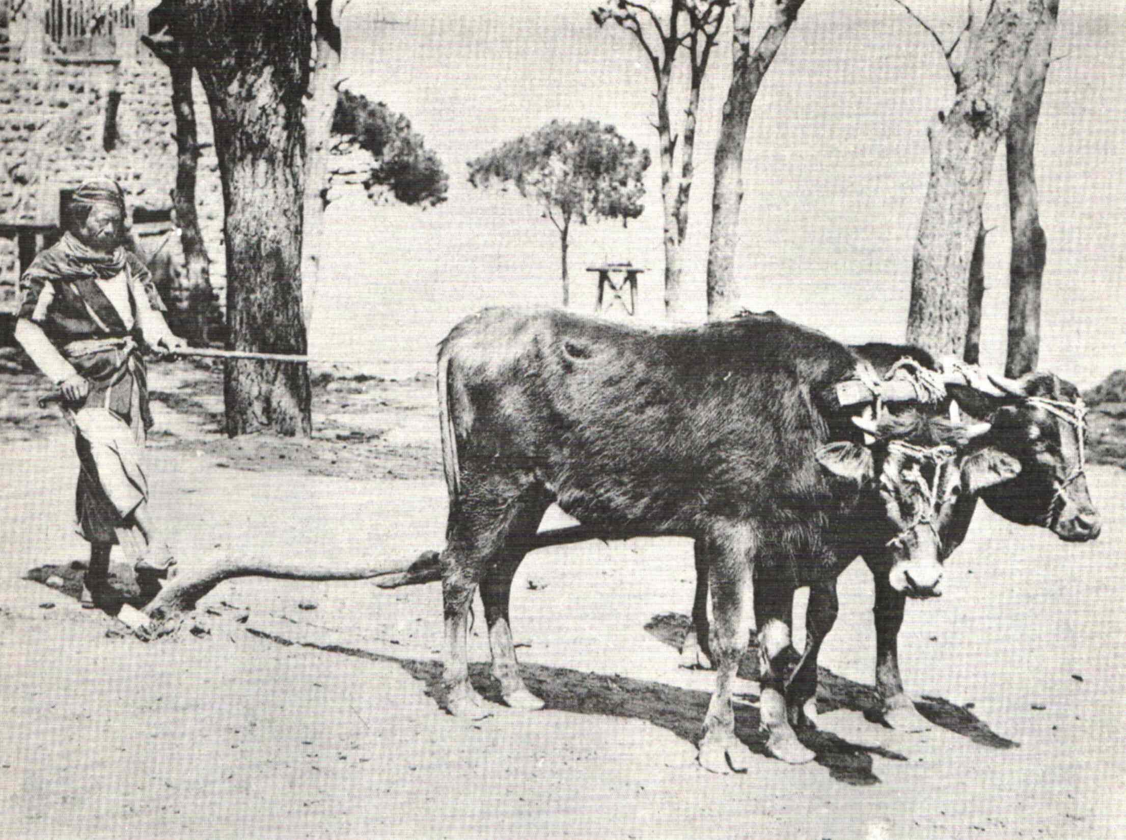 Ploughing In Samaria, 1887