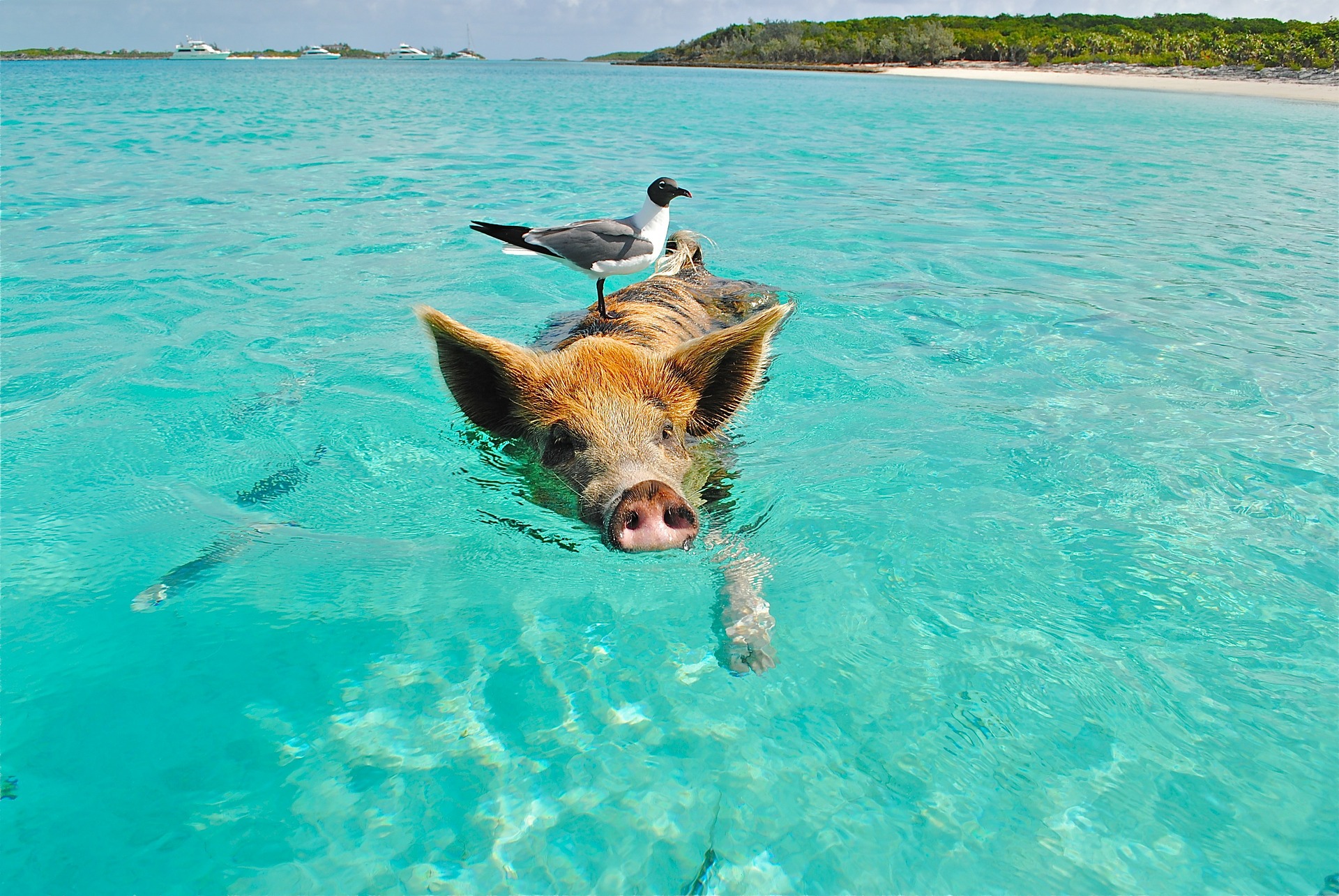 Bahamas