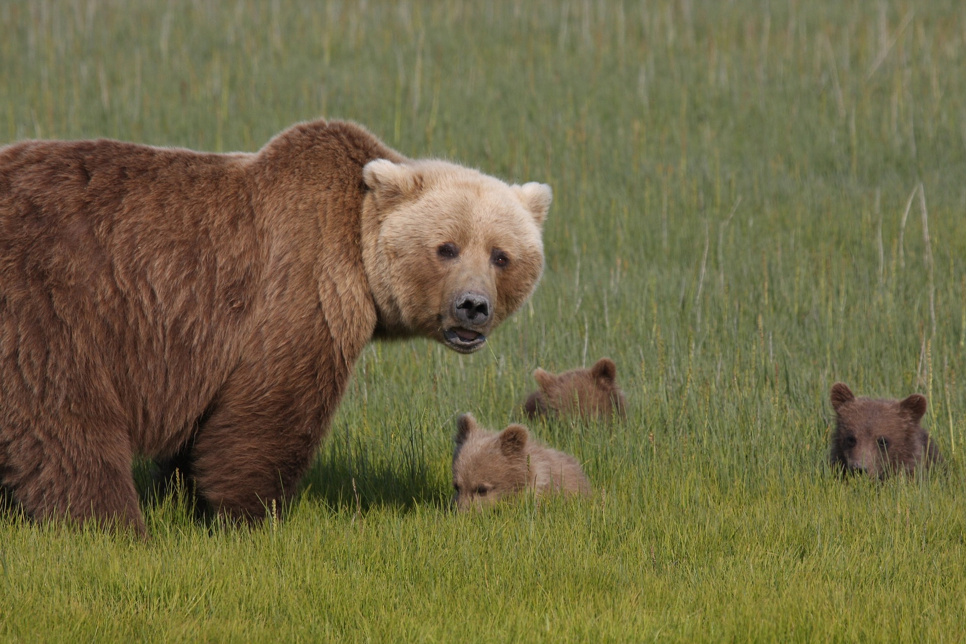 Alaska