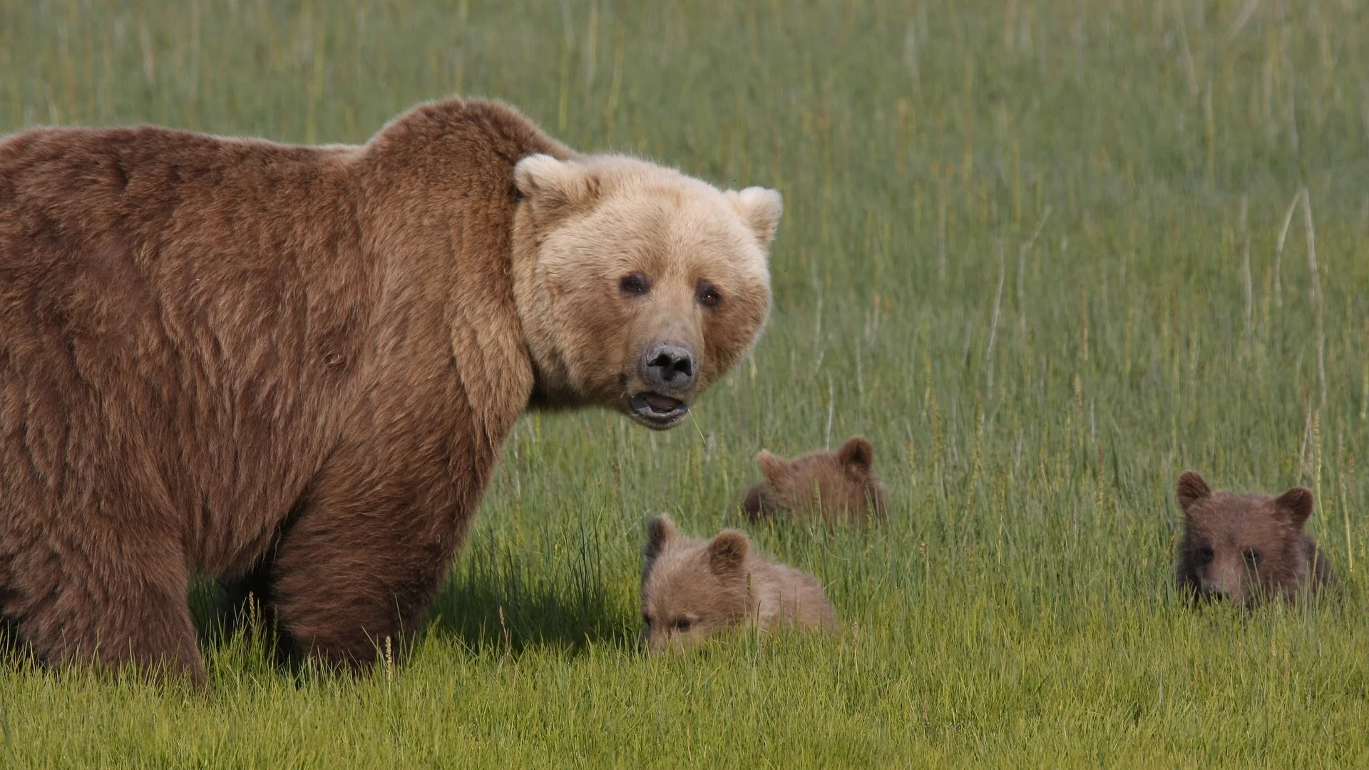 Alaska offers an amazing array of adventurous activities for all travelers - all without the need for a passport! Explore glaciers, wildlife, mountains, national parks, and vast wilderness. Experience the cities of Anchorage or Fairbanks, journey along the historic Alaska Railroad, cruise along the scenic Inside Passage - or spend a couple of weeks in our 49th state and do it all!
