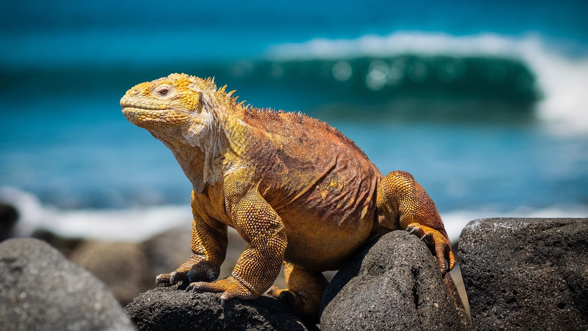 The Galapagos Islands archipelago is located 600 miles off the coast of Ecuador - and has been described as one of the most unique, scientifically important, and biologically outstanding areas on earth. Many travelers describe their time in the islands as a life-changing experience. Because visitor numbers to the region are carefully monitored, special care has to be taken in planning a visit to any of the 13 major islands and 7 smaller islands that make up the Galapagos archipelago - but the payoff is a once in a lifetime journey.