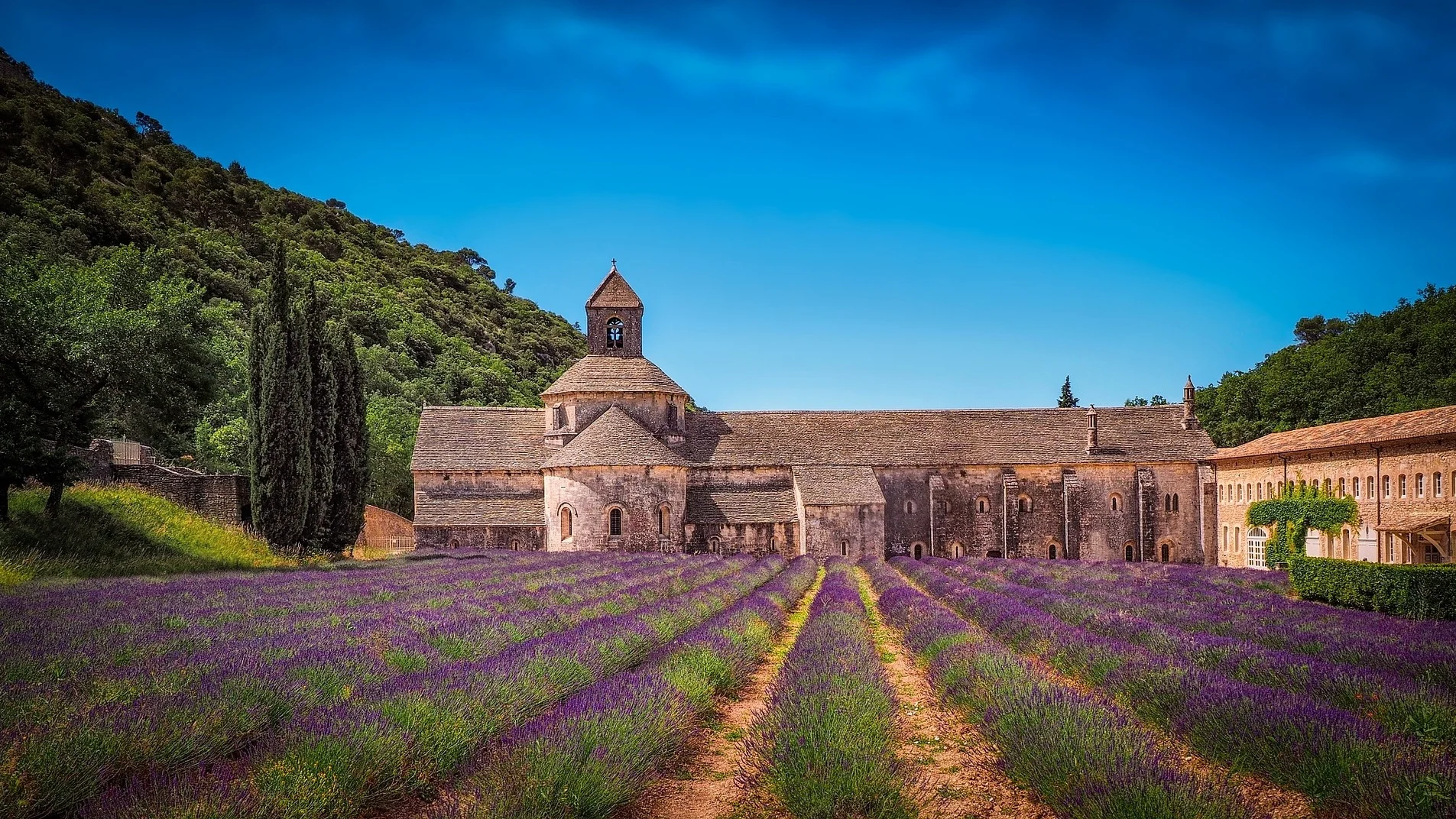Lavender fields of Abbaye Notre-Dame de Senanque - Avignon/Gordes, France