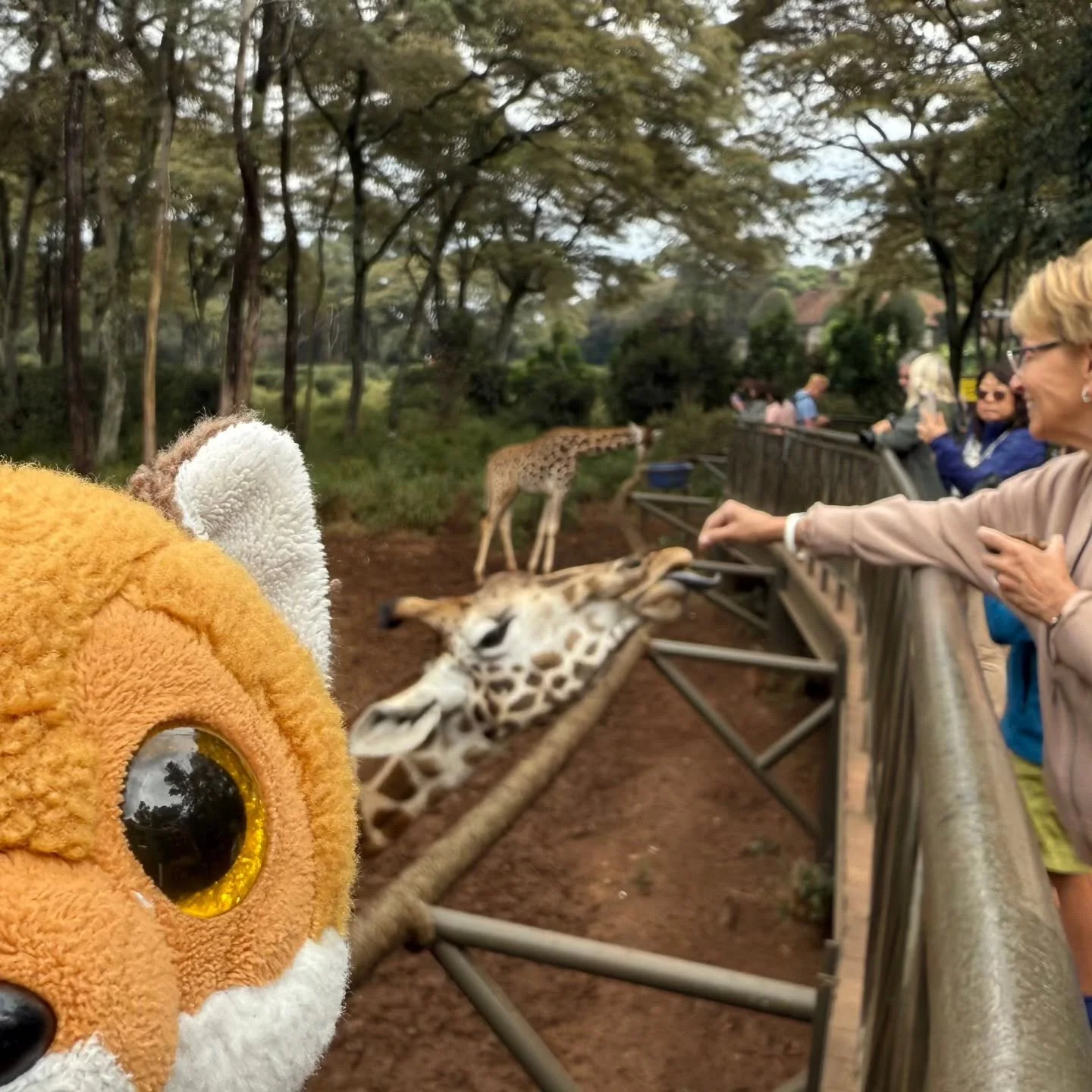 Kicking off my Safari adventure at the Karen Blixen house and Giraffe Center of Nairobi!
Did you know baby giraffes weigh about 150 pounds at birth, and they’re already 6 feet tall on day one? The Rothschild’s giraffe is one of the rares