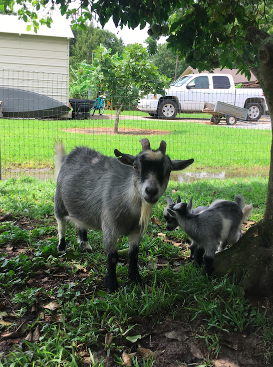 Unrelated, but it feels important to note that I got to hold baby goats on Sunday...