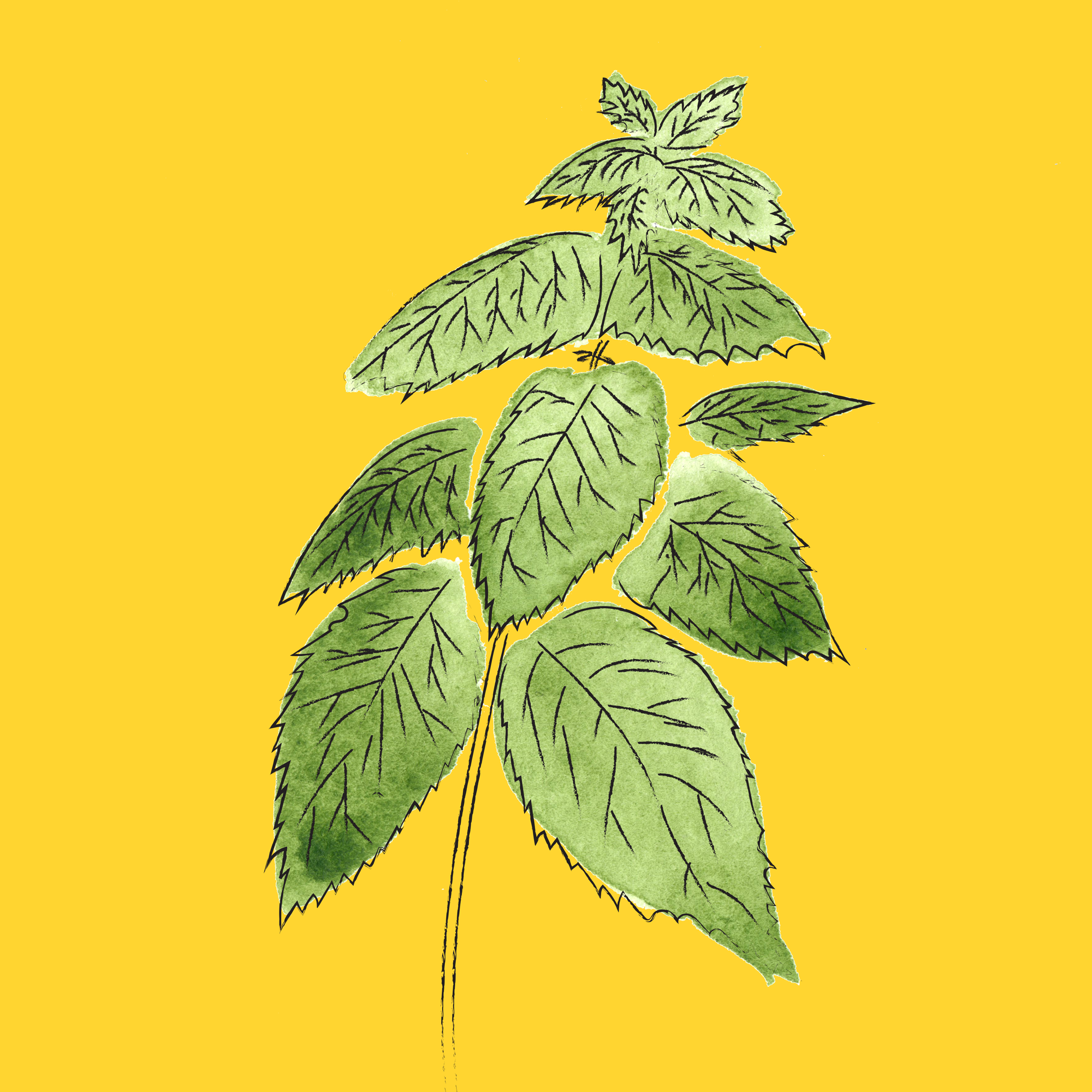 nettle.png