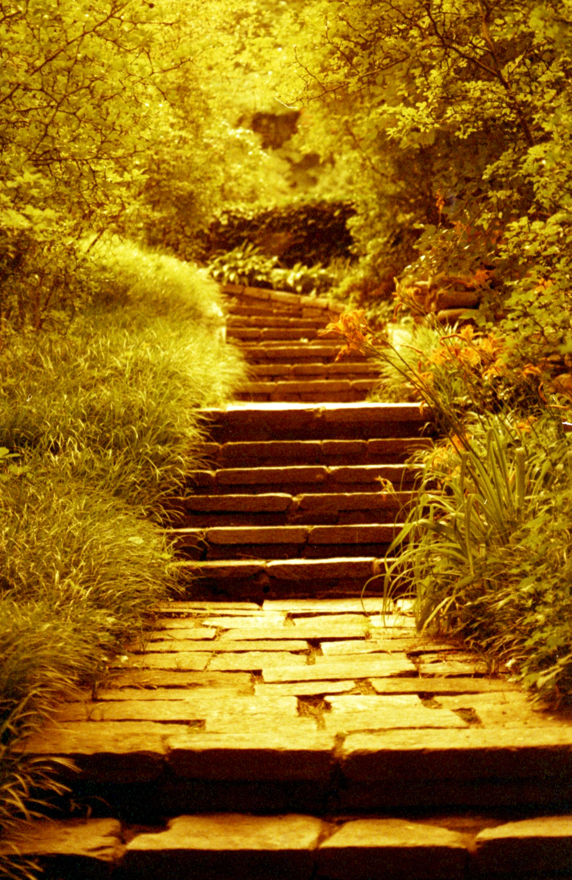 2013_Dunbarton-redscale_029.jpg