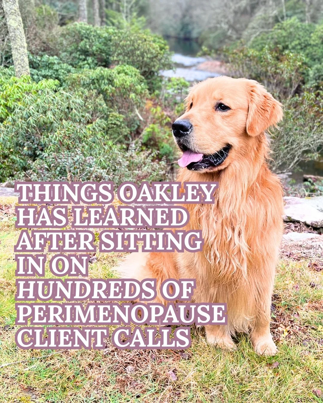 After sitting on hundreds of call with perimenopause clients Oakley has a few lessons to share🦴🤍