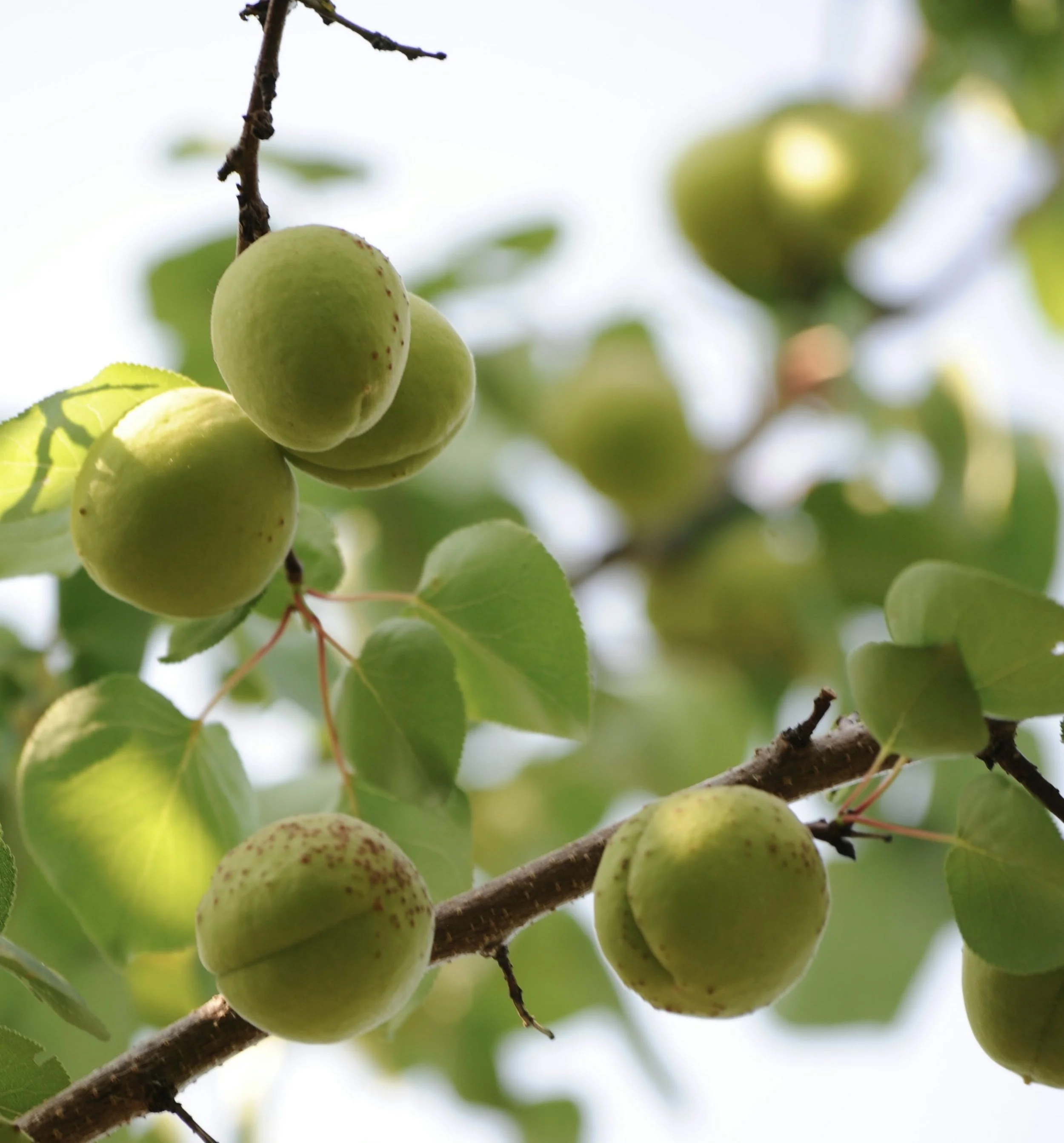 green apples .jpg