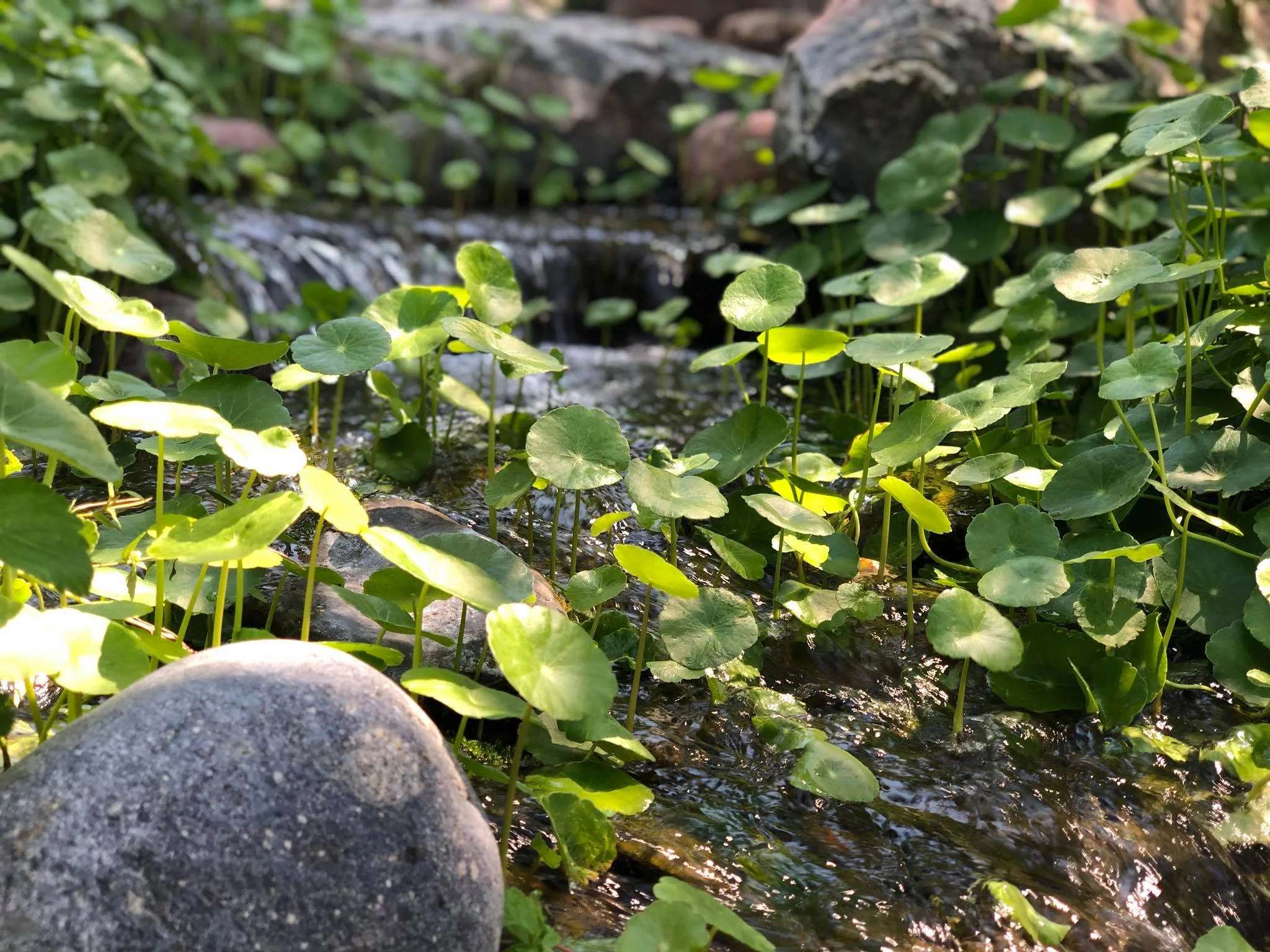 Before we were called out, this feature was overrun with plants!