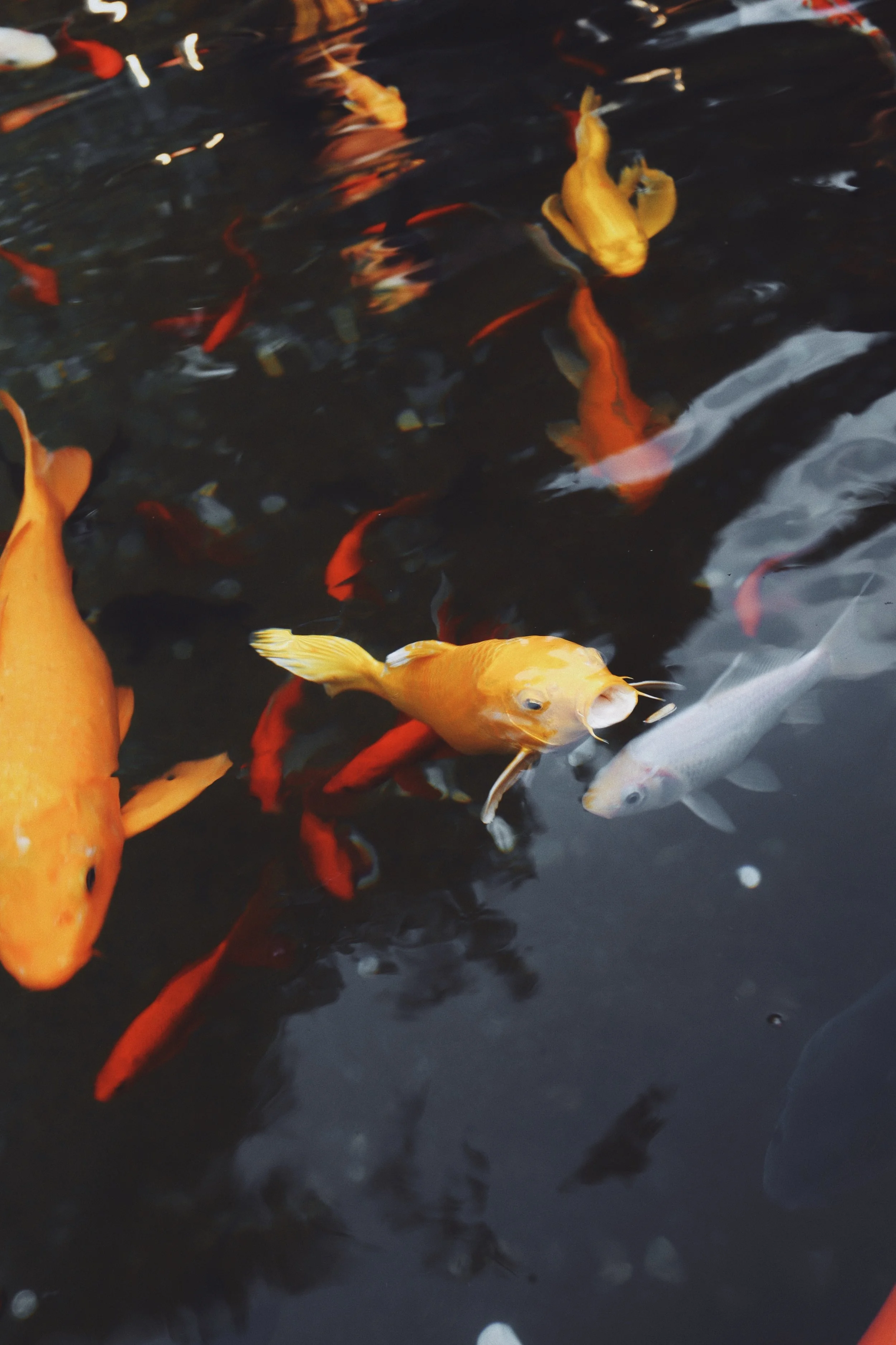 San Diego Koi Show