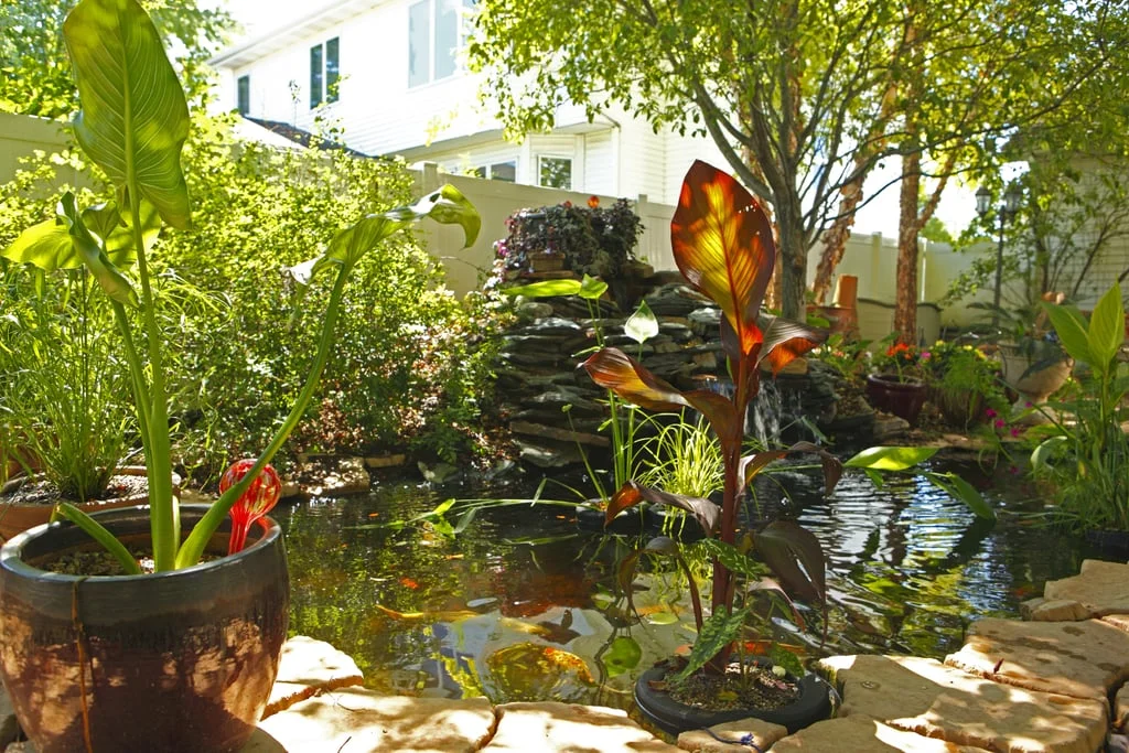 Koi-Pond.jpg