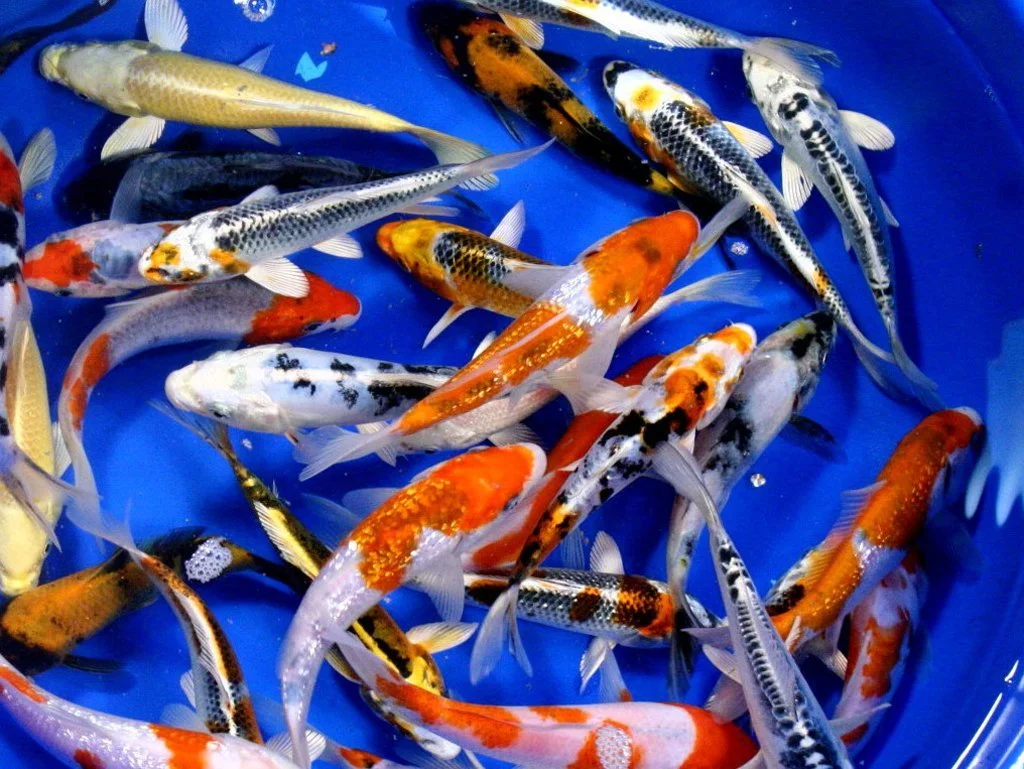 Live-Koi-Fish-8-Lot-Assorted-Standard-AAA-Grade-Quality-4-5-Inch-B015MNQYFY.jpg