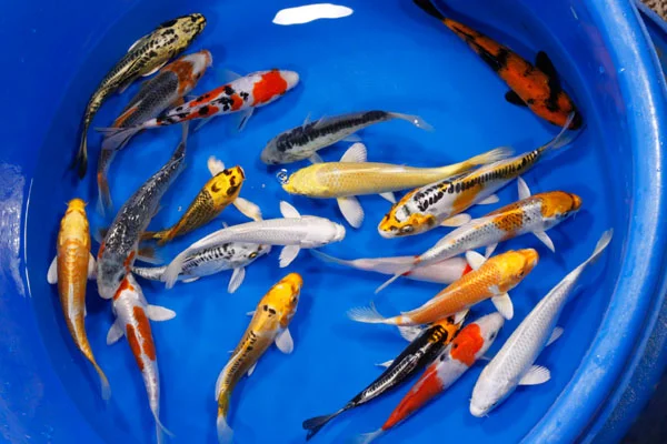 high quality koi fish
