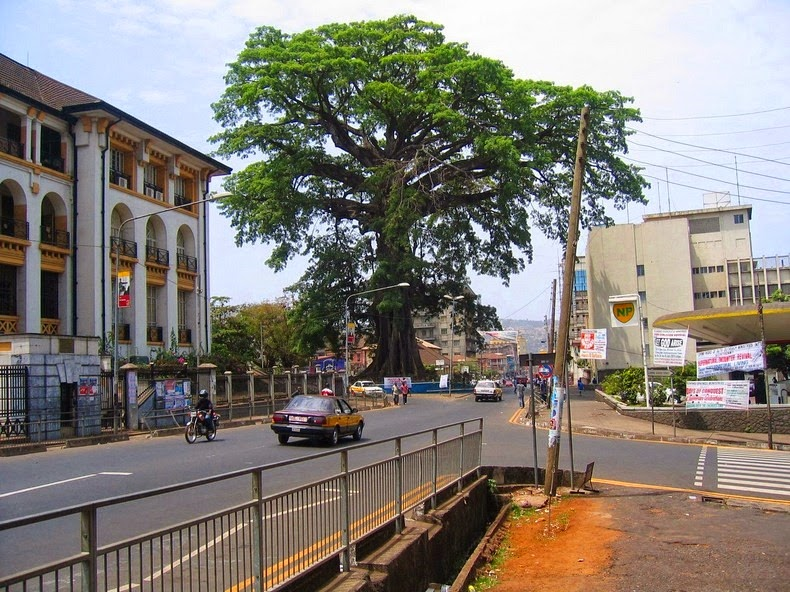 Cotton Tree - A Landmark of Freetown.png