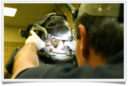 dental1.jpg