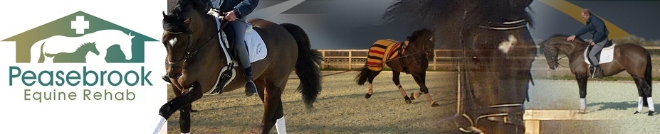header.jpg