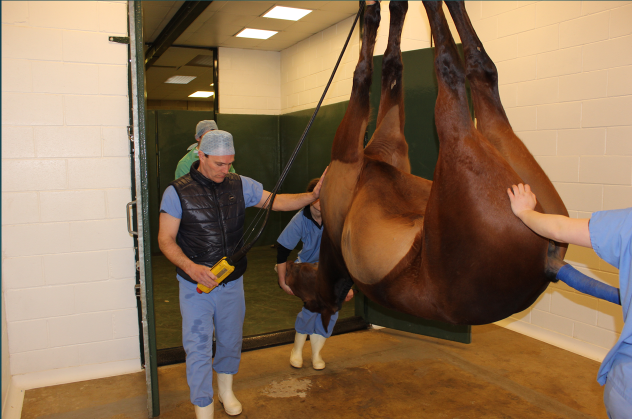 The patient is hoisted from the induction box to the operating table