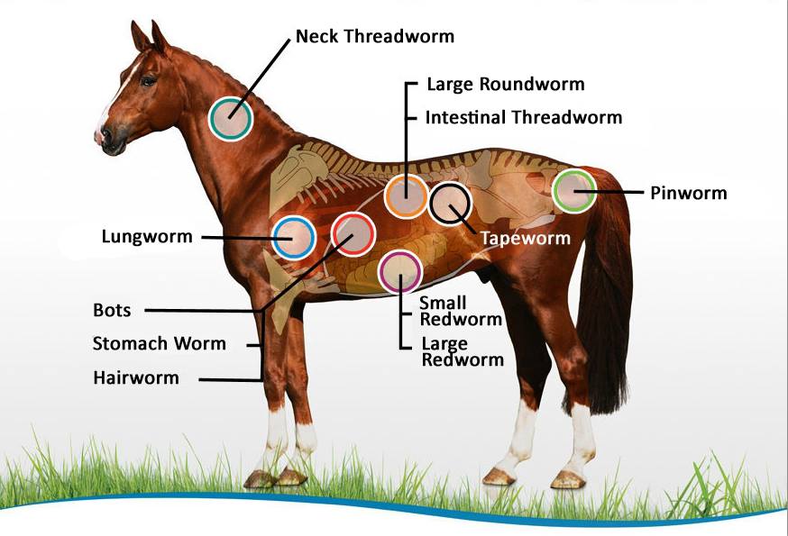 Tapeworm Life Cycle In Horses