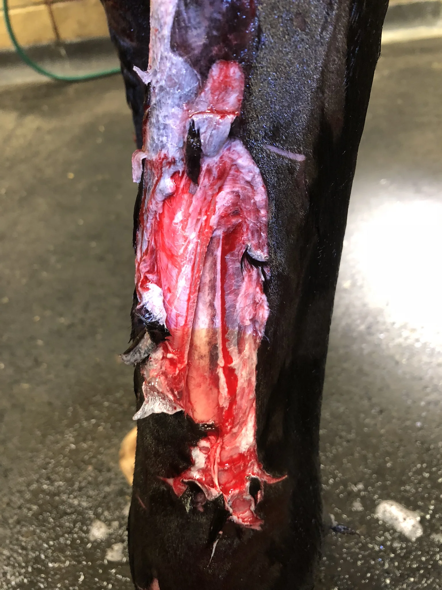 Foal Wound and skin graft