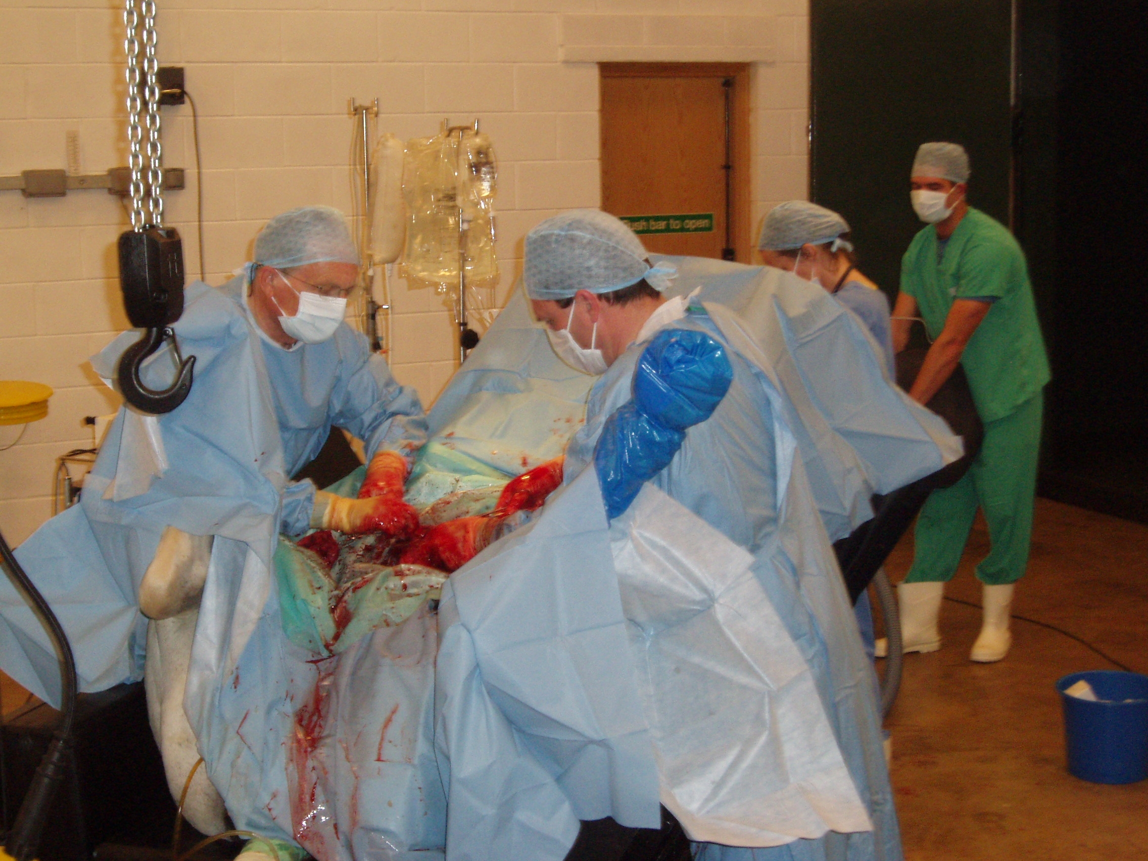 Hylandra Caesarian Surgery 006.JPG