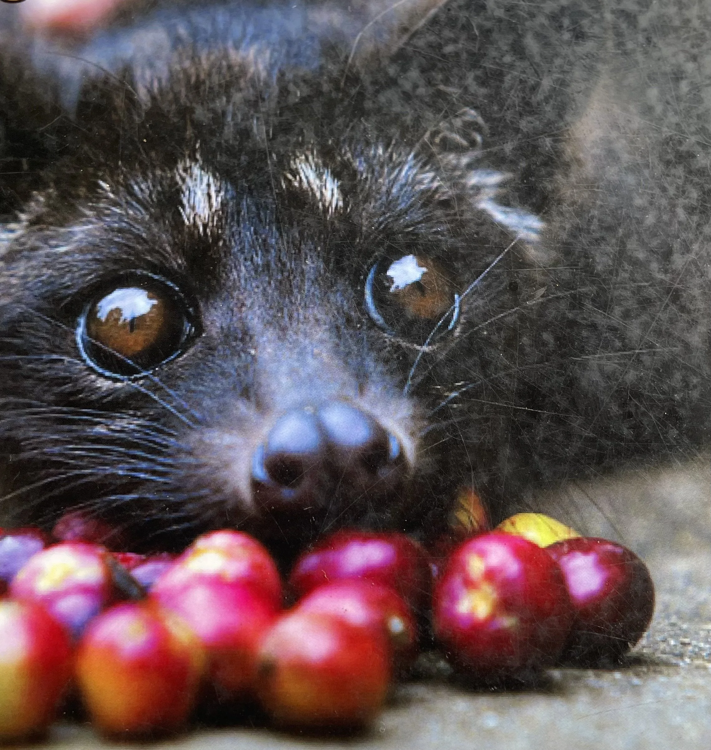 Organically "processed" coffee
