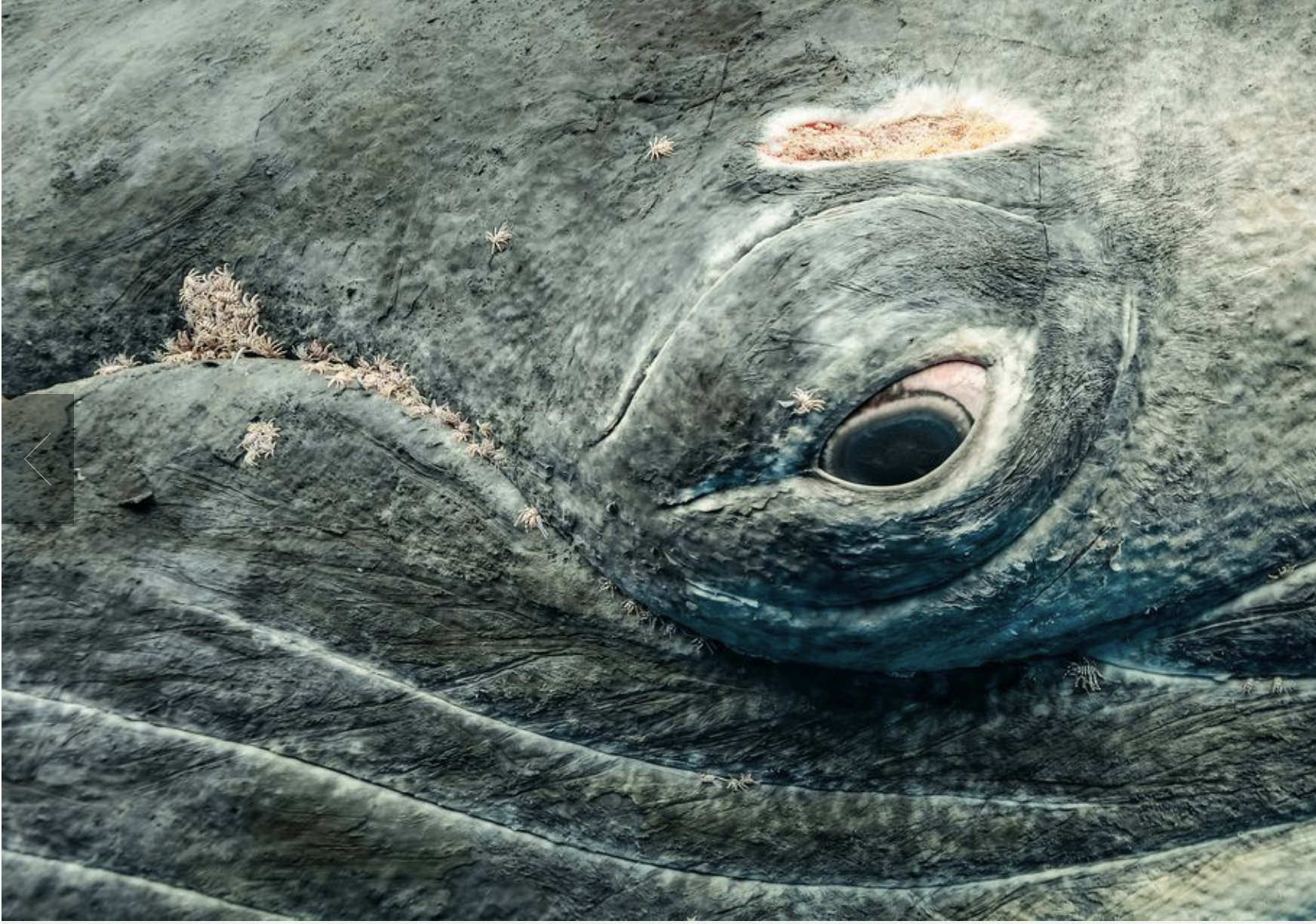 2017 National Geographic Winner: Underwater, Michael Smith