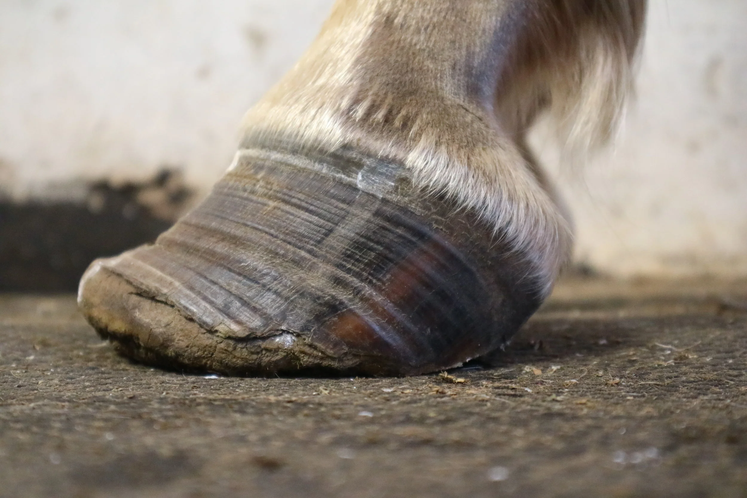 laminitis_PPID.jpg