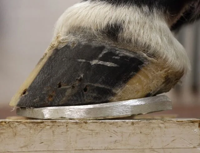 Aluminium-Shoe-Horse-Podiatry-Vet-Farrier.jpg