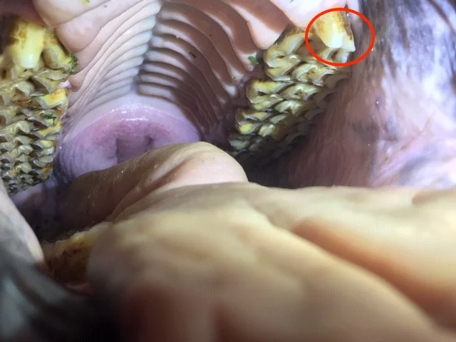 Hooks on the first top premolars which stop the up and down movement of the jaw (have issues with collection when being ridden).