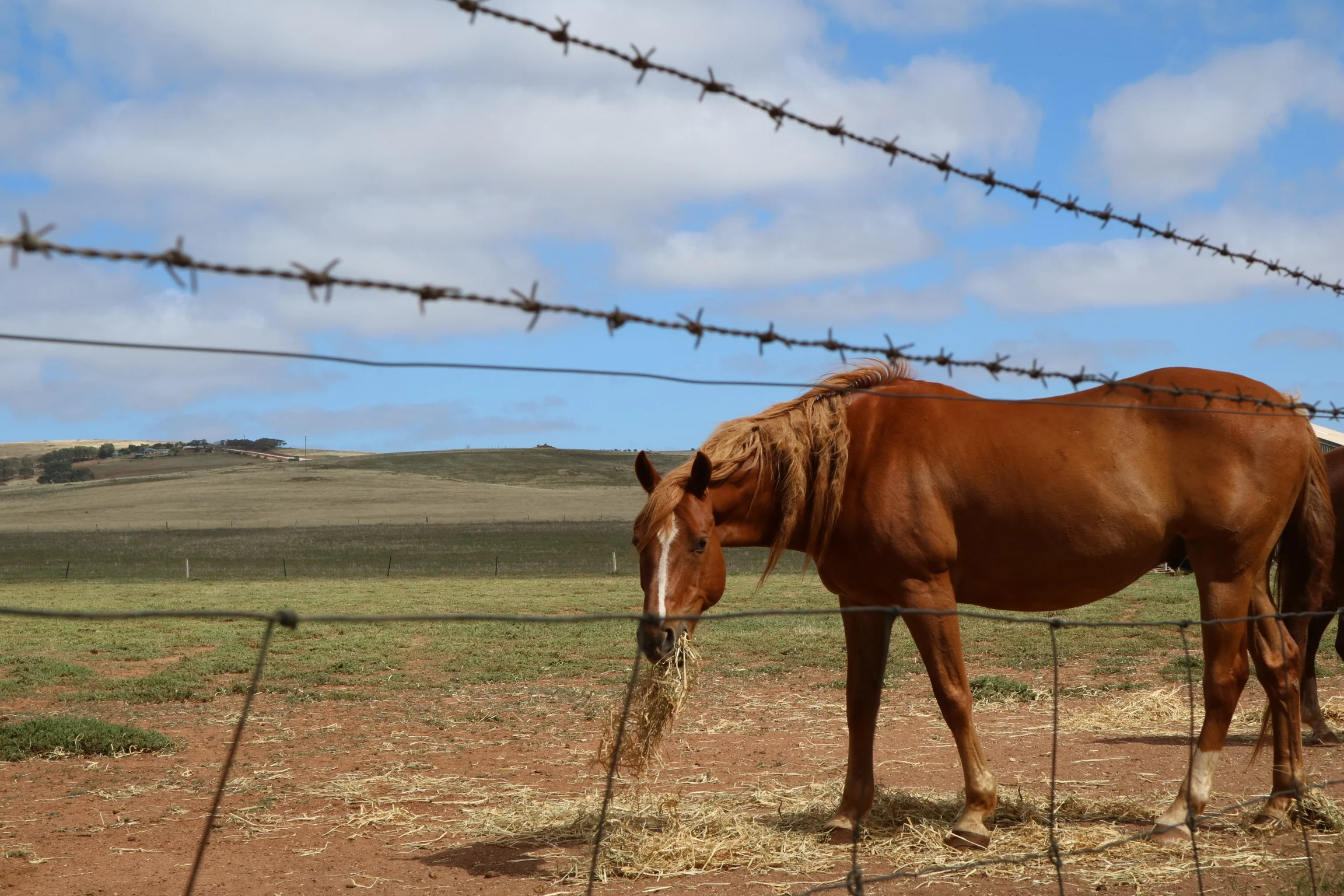 dry_pasture.jpg