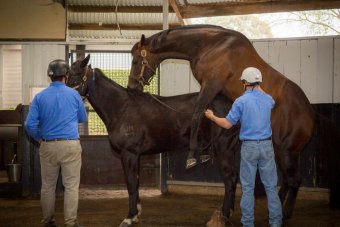 Covering the Mare — Kilmore Equine Clinic