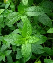 peppermint_plant.jpeg