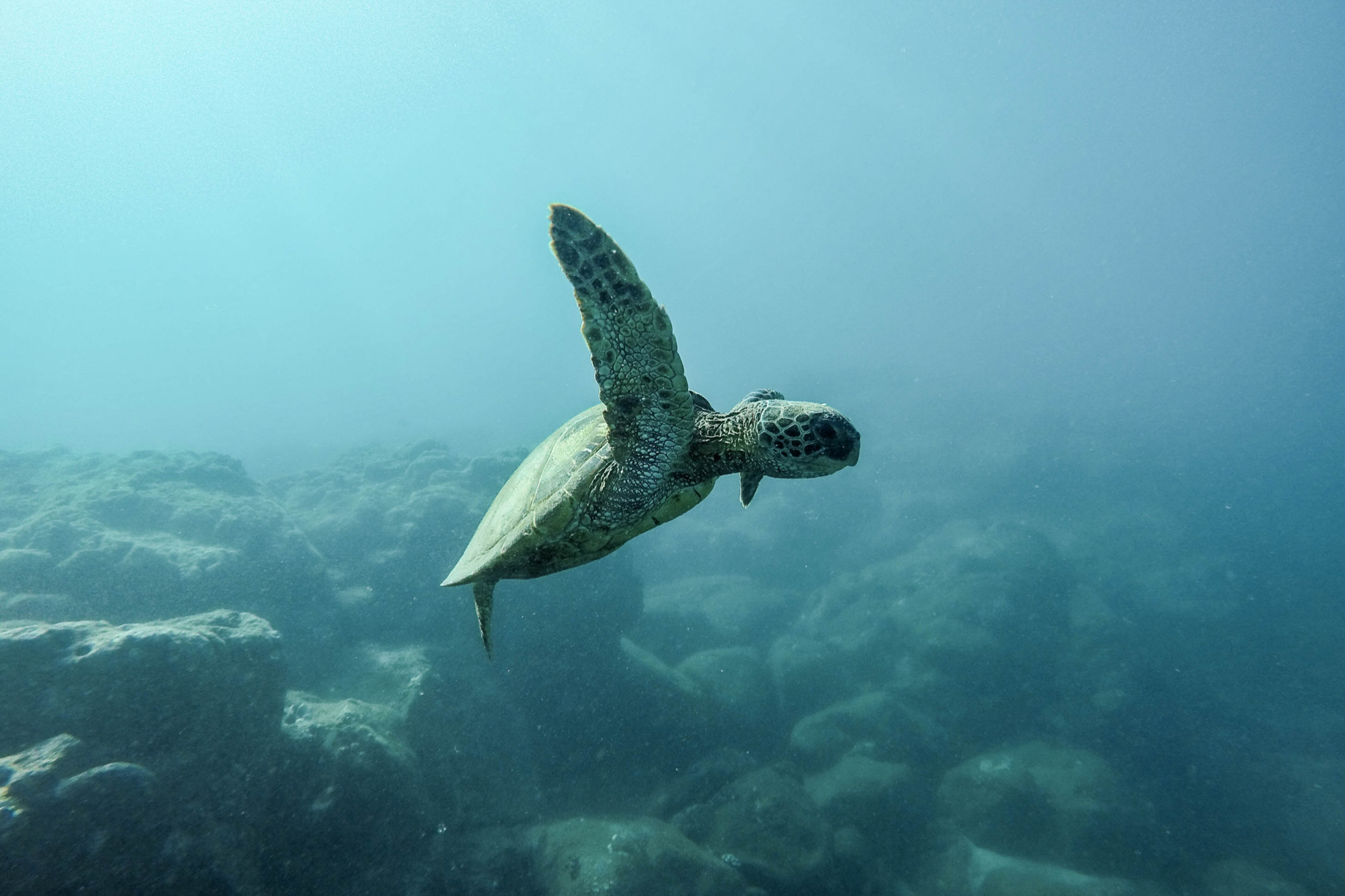 plastic-free
