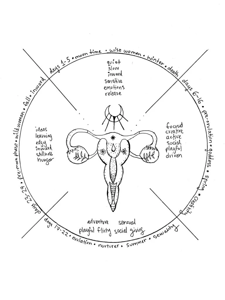Menstrual Cycle Phases