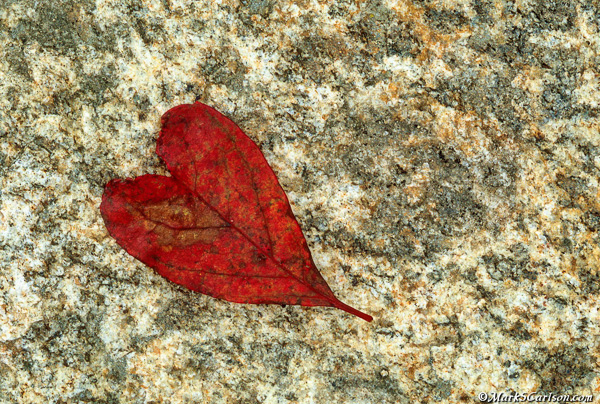 Heart-shaped+leaf+on+rock+,+autumn;+©markscarlson.com.jpg