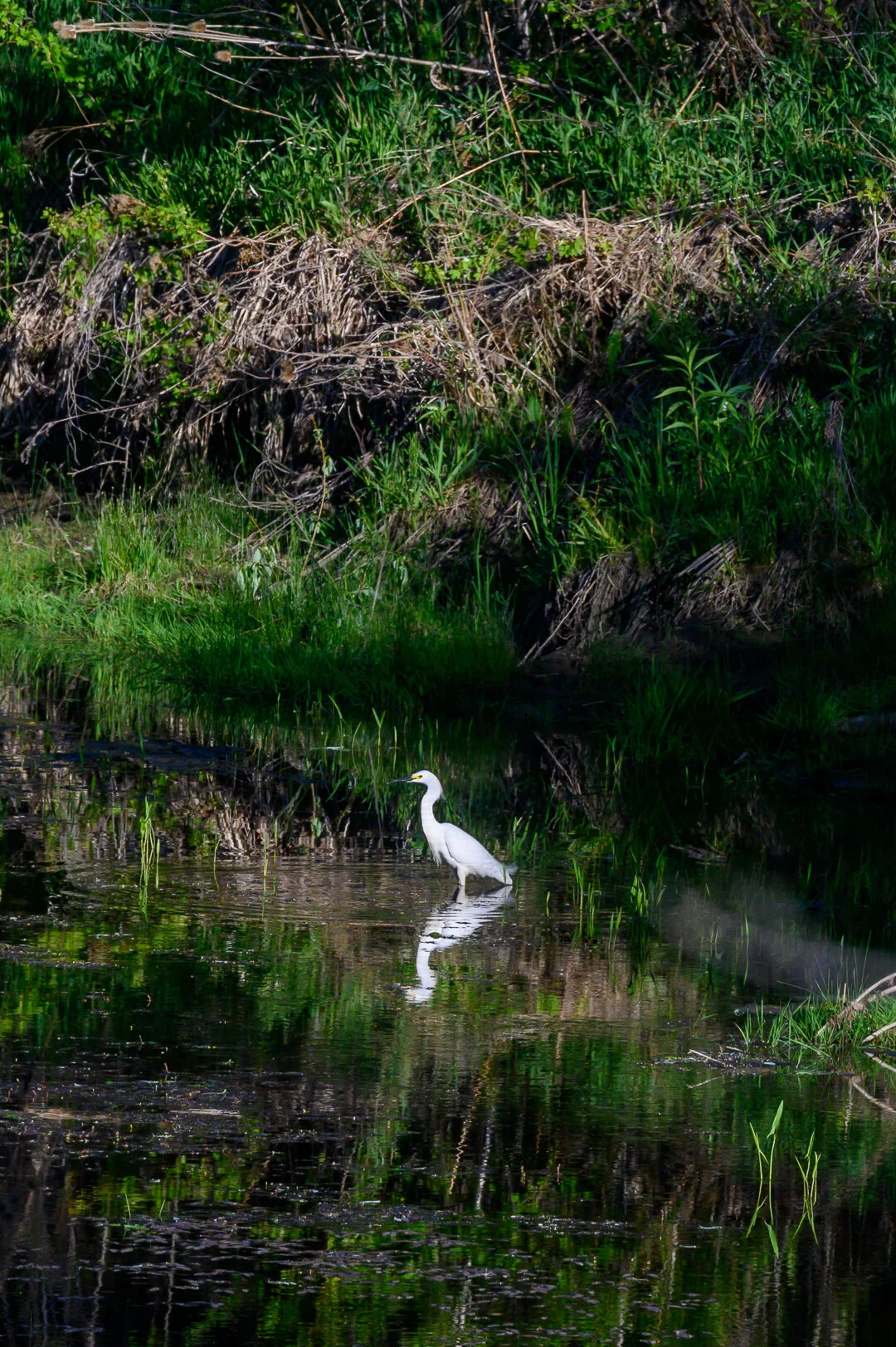 heron lower res-2.jpeg