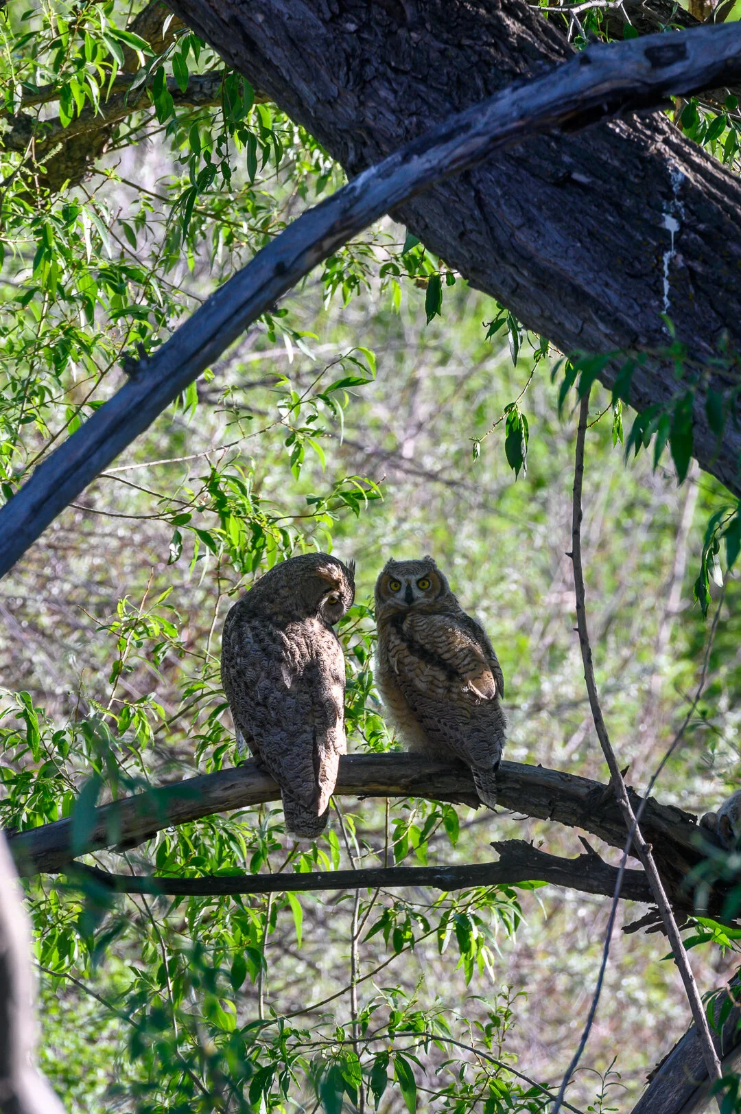 heron lower res-7.jpeg