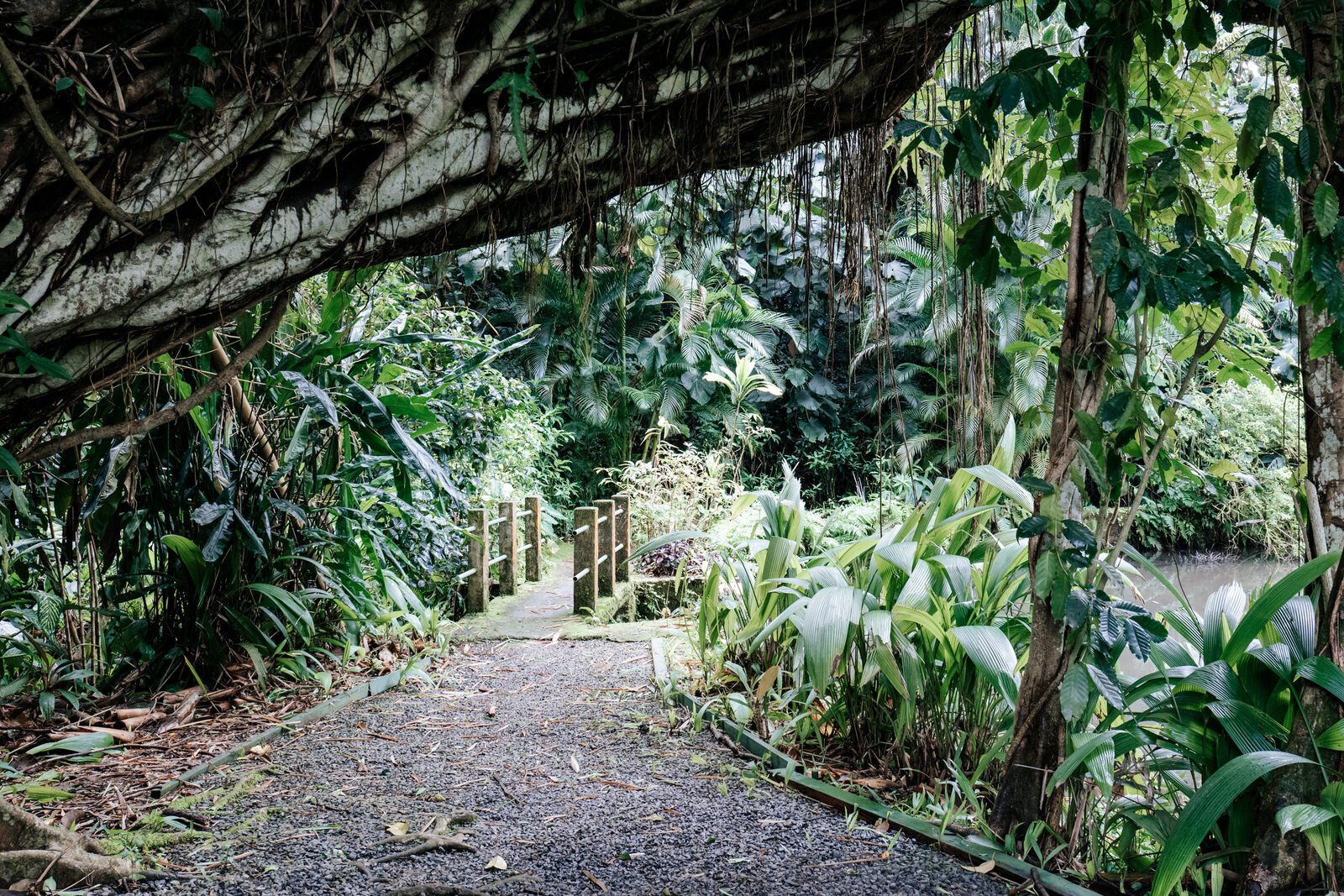 Haiku Gardens Oahu Wedding Venues