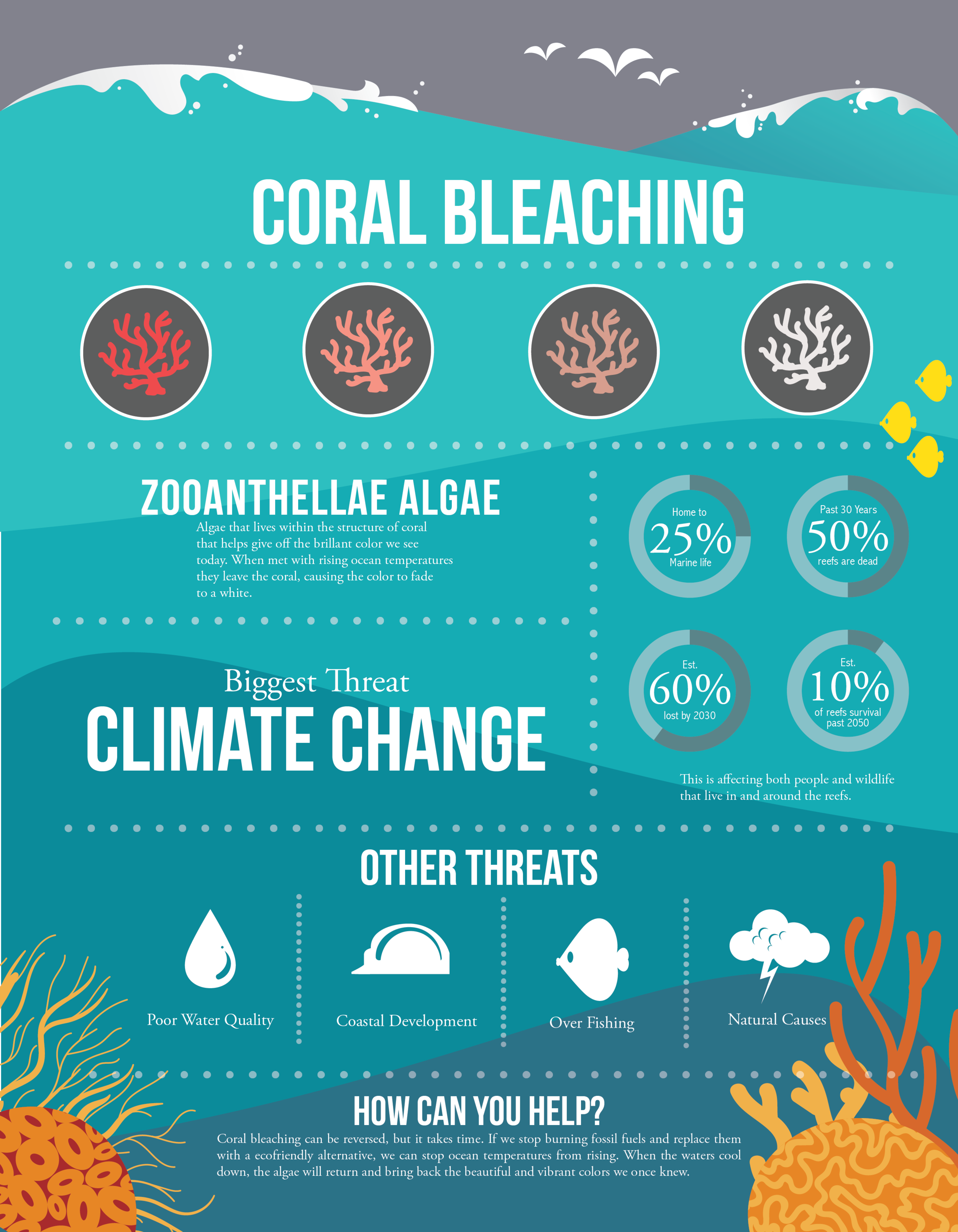 Coral Bleaching Infographic