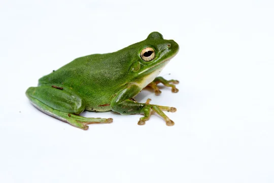 flashlight frog.jpg