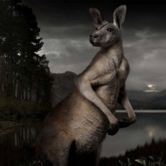 kangaroo.jpg