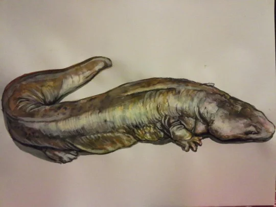 canadian alligator.jpg