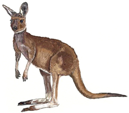 user kangaroo.jpg