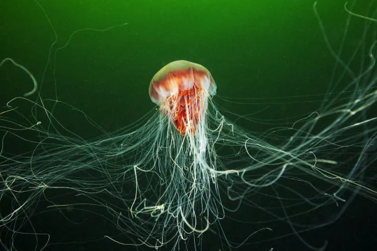 giant jelly.jpg