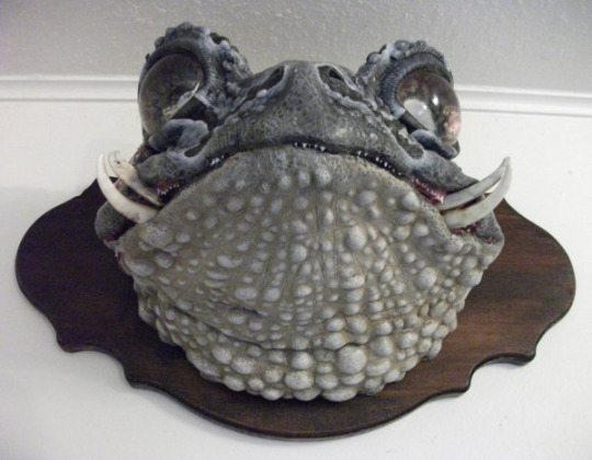fanged toad.jpg