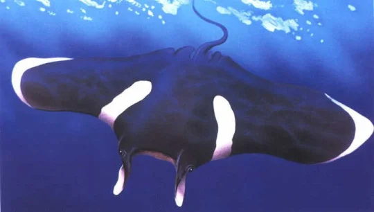 manta.jpg
